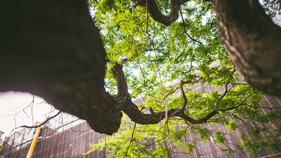 nyc trees