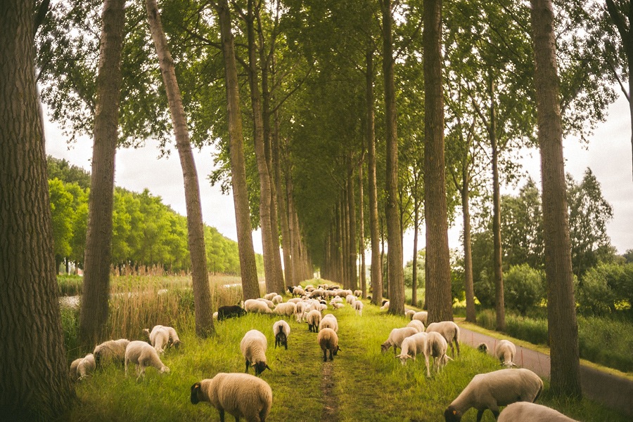 65 landscape photo of sheep in europe landscape photo of sheep in europe