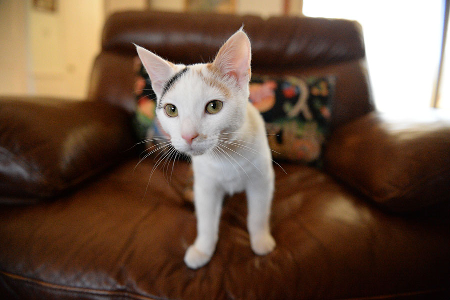 cat during nikon df review