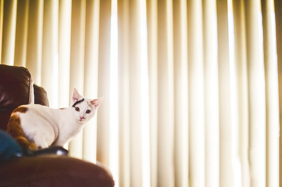 real world sample photos and review of nikon df