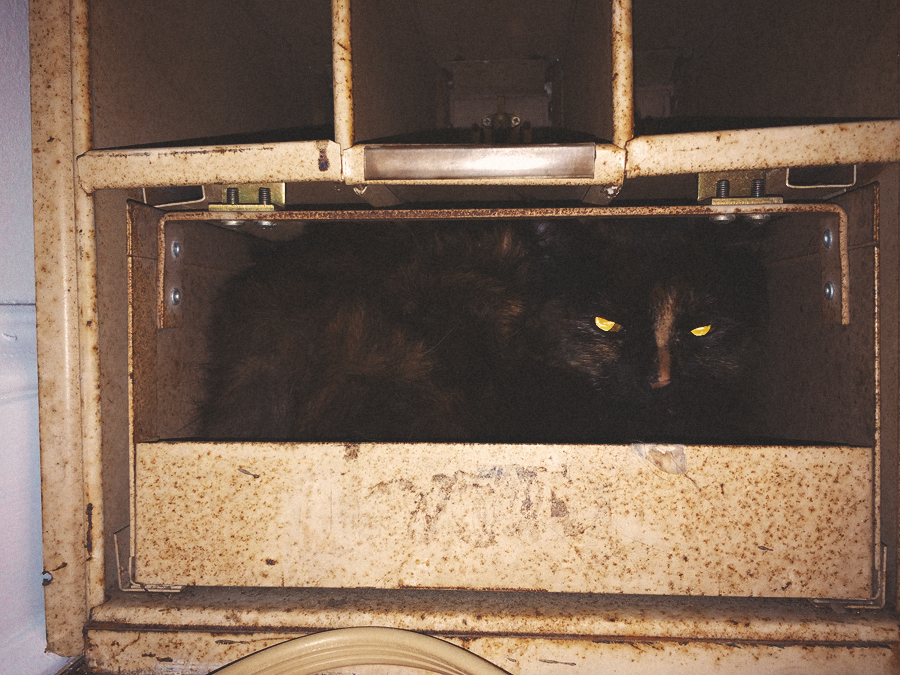 pickles the cat