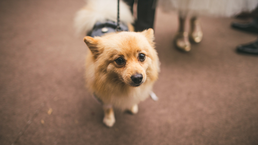 24 ring bearer dog ring bearer dog