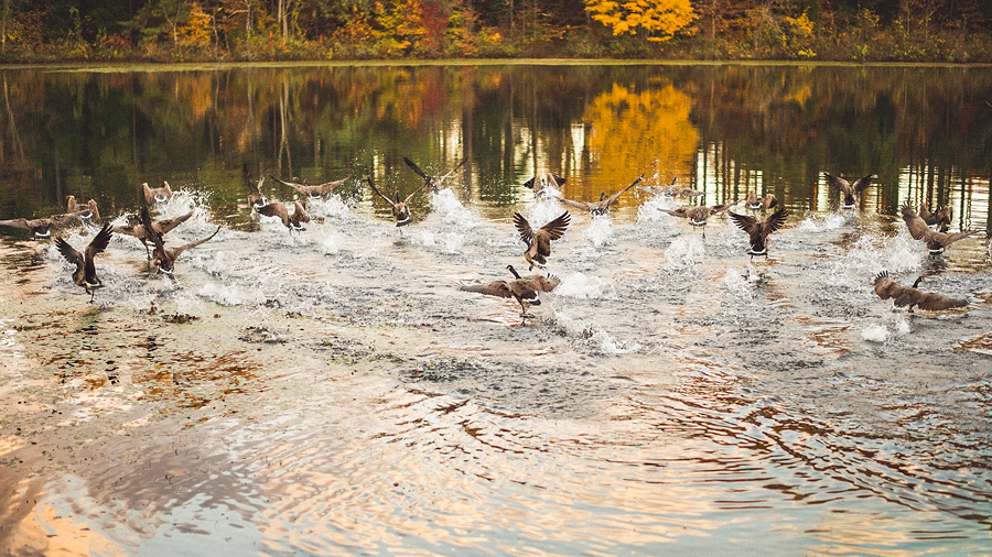 57 birds flying birds flying