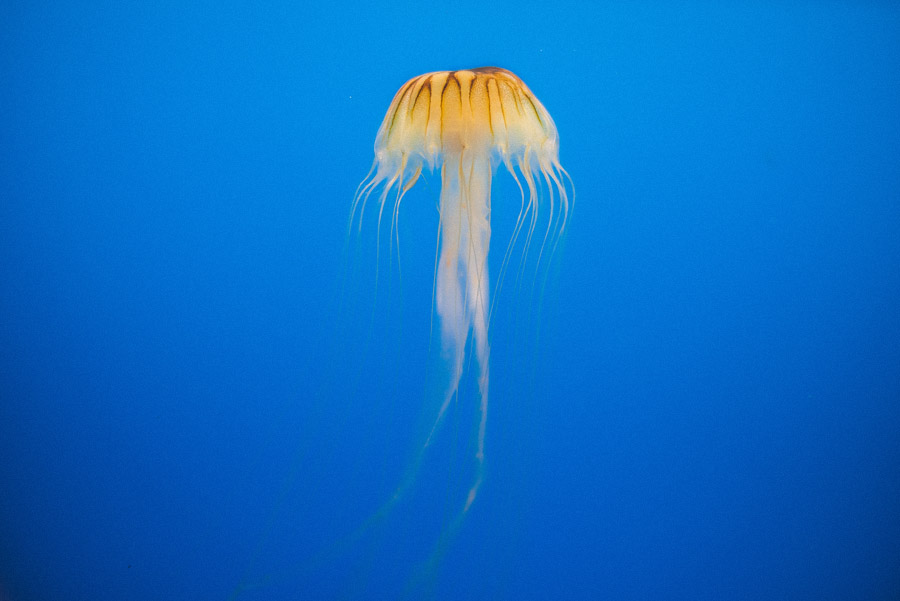 creative jellyfish shark