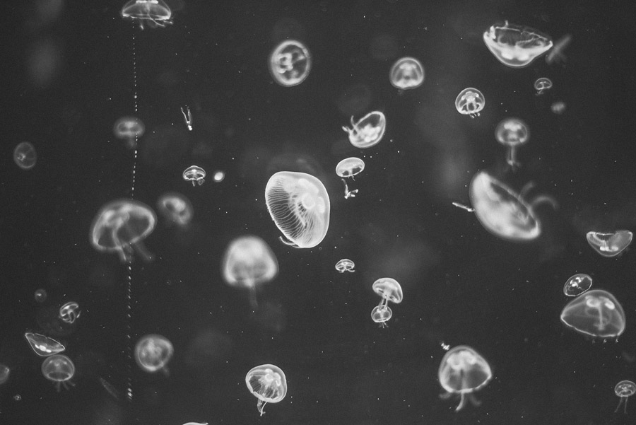 jellyfish