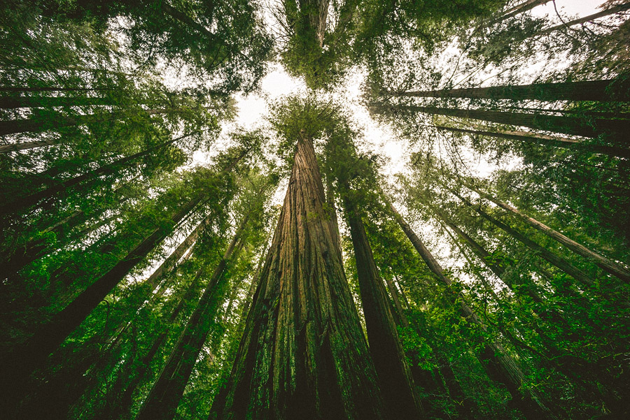 redwood tree ultra wide leica
