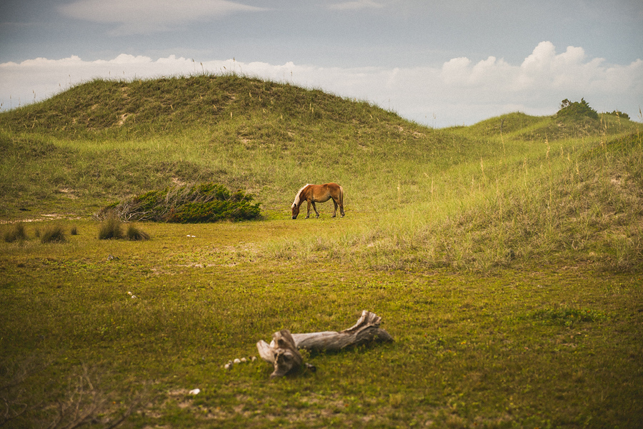 wild horse on harkers island park