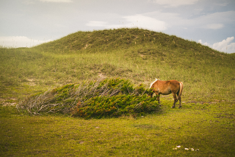 wild horse