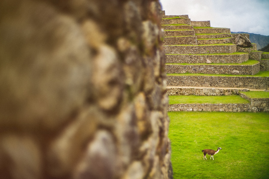 llama at machu picu