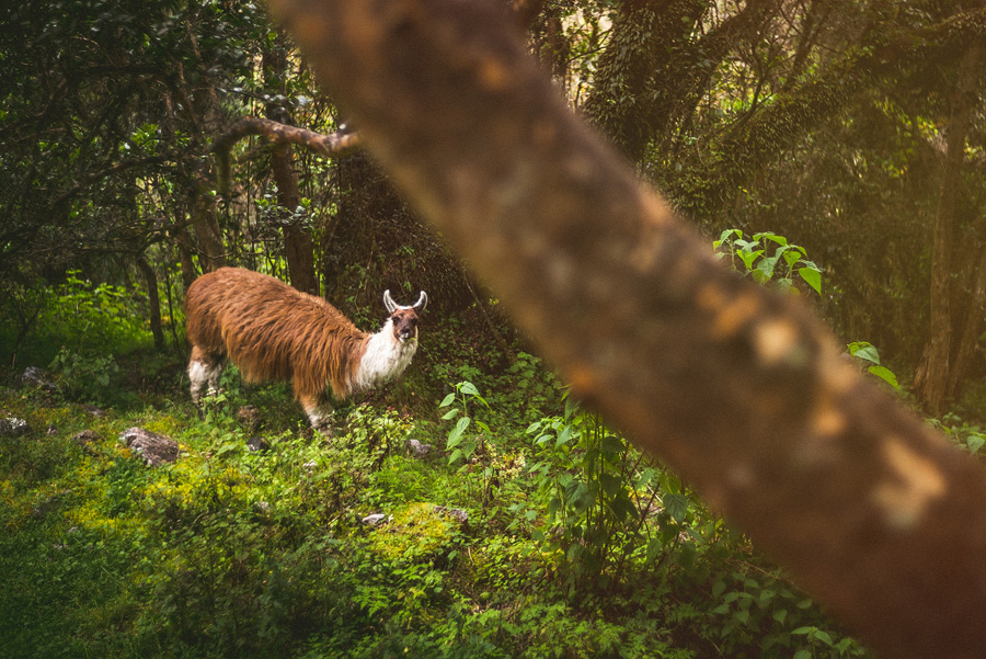 llama in peru in inca trail