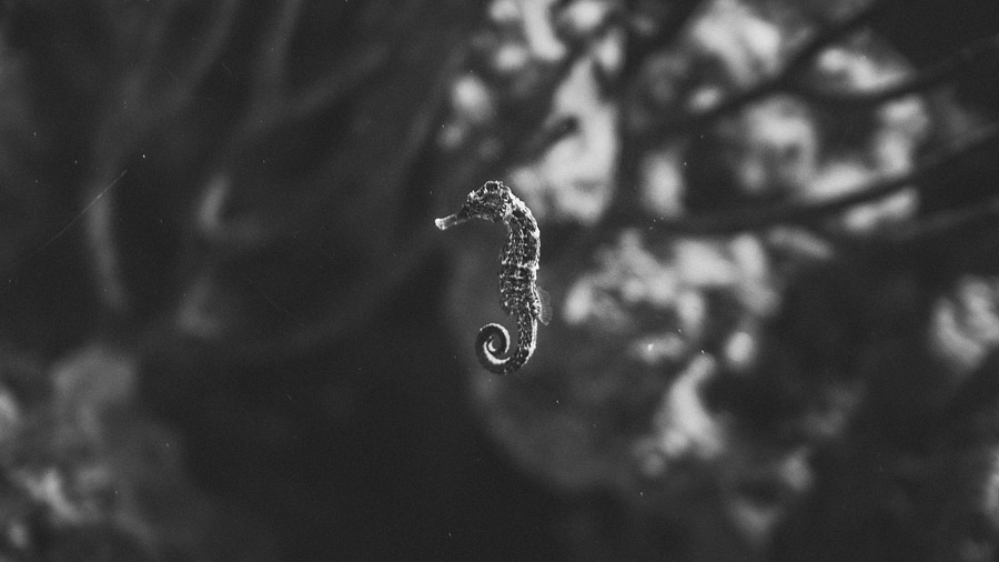 02 baltimore aquarium sea horse baltimore aquarium sea horse