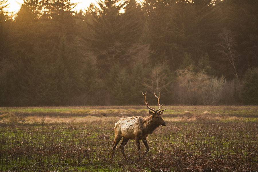 06 pacific northwest wildlife pacific northwest wildlife