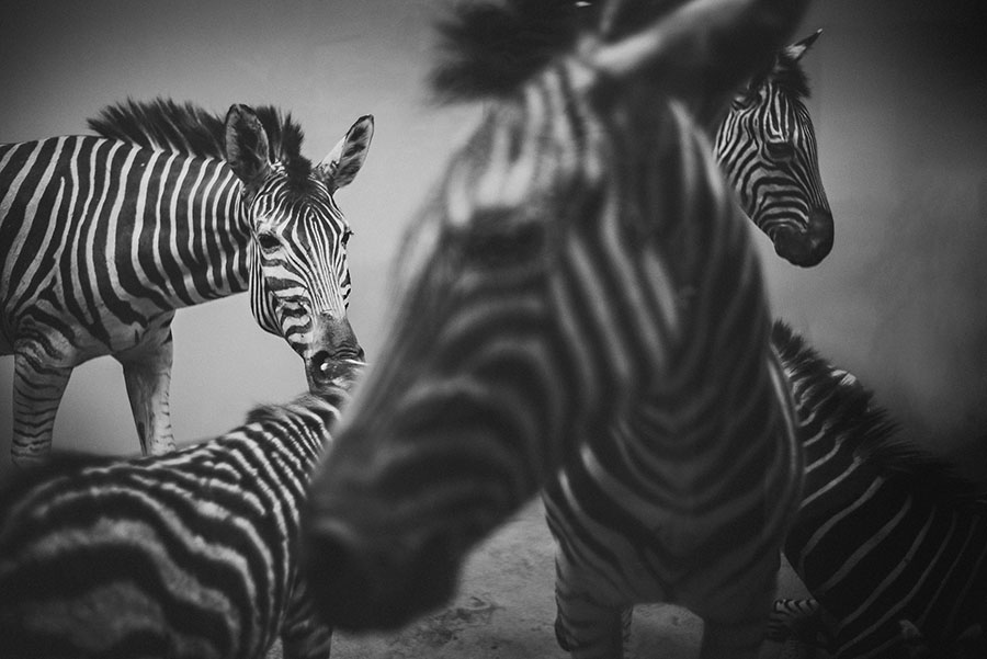 07 creative zebra photographs creative zebra photographs