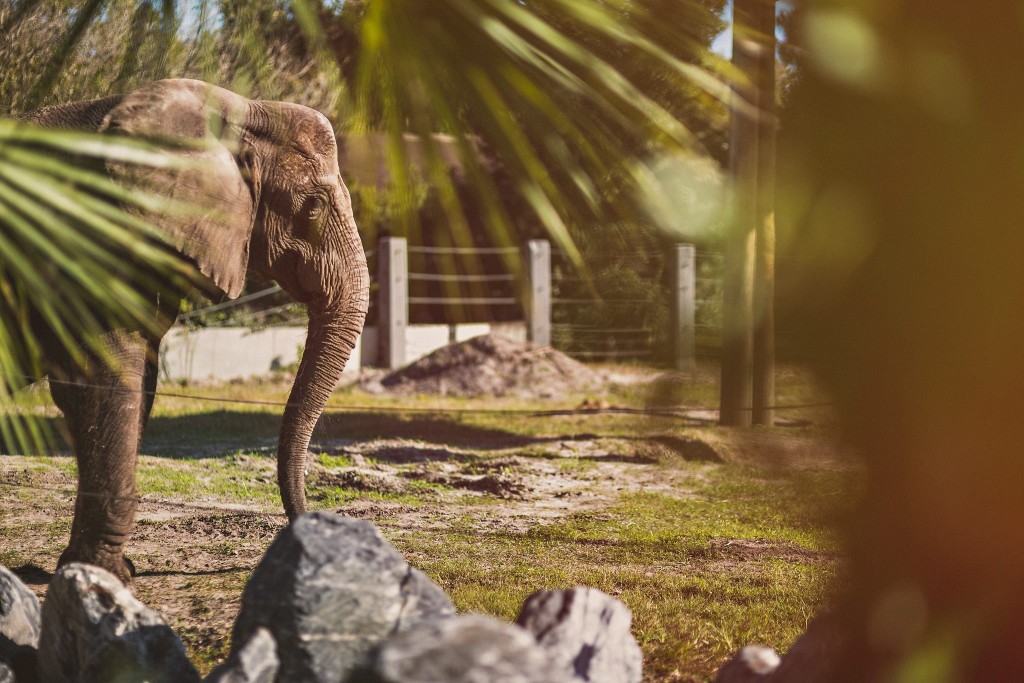 08 creative photo of an elephant creative photo of an elephant