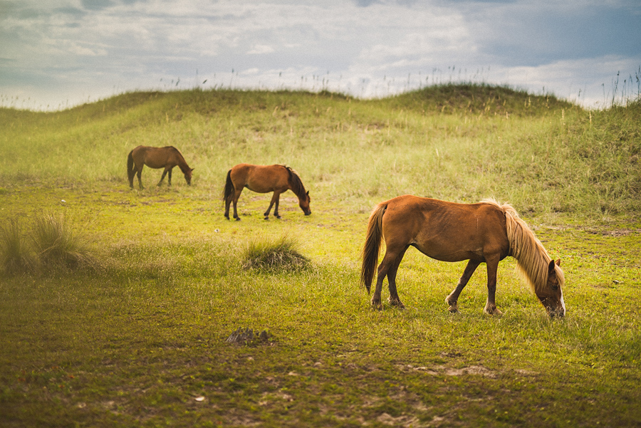 09 wild horses at harkers island wild horses at harkers island
