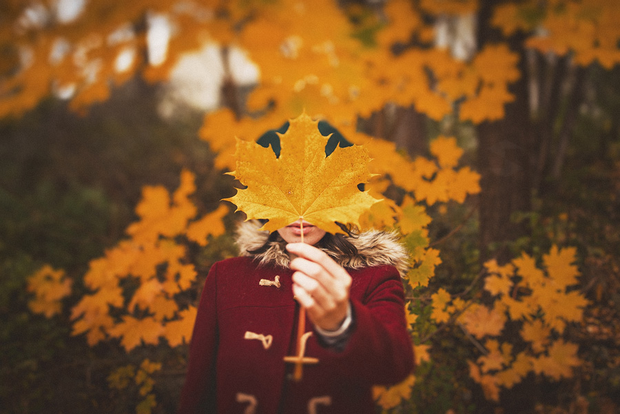 107 fall leaf with very yellow color fall leaf with very yellow color