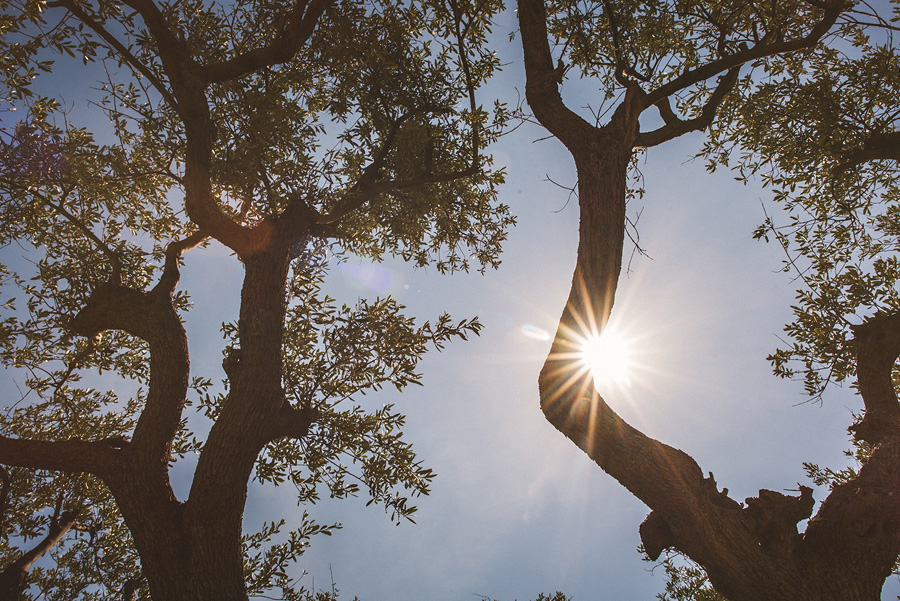 creative tree shot
