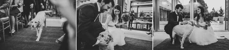 18 dog surprise ring barrer