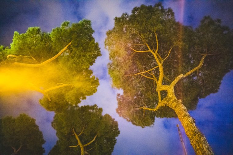 Low angle view of towering pine trees against a night sky, with one illuminated by a yellow light.