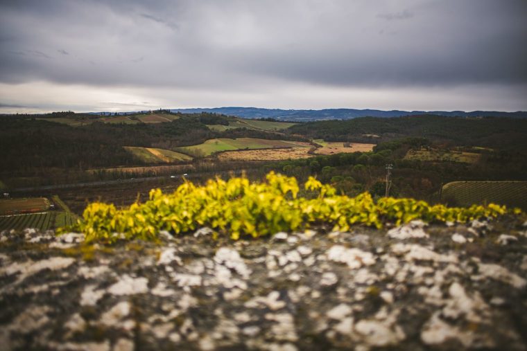 A scenic view of rolling hills under an overcast sky, with a foreground of vibrant yellow flowers growing on a textured rock wall.