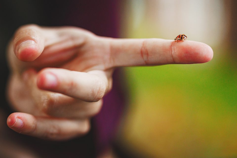 A small ladybug sits on an outstretched finger with a blurred green background.